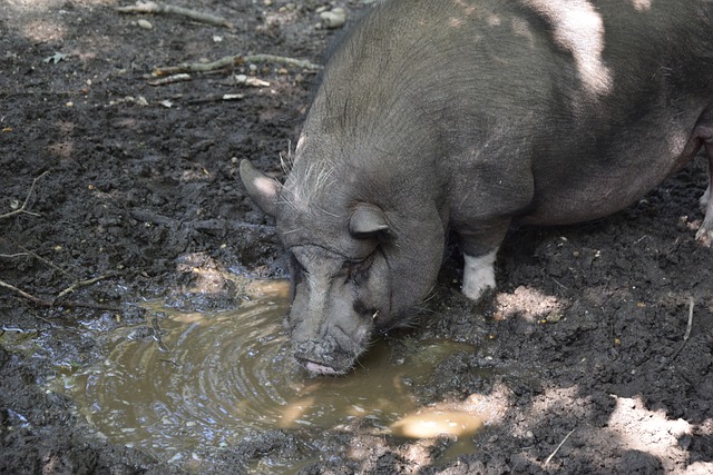当志愿者在残特奥会：需要时我在你身旁，拼搏时我为你鼓掌